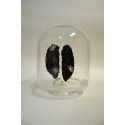 Pulmones