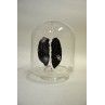 Pulmones