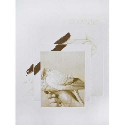 Pájaros