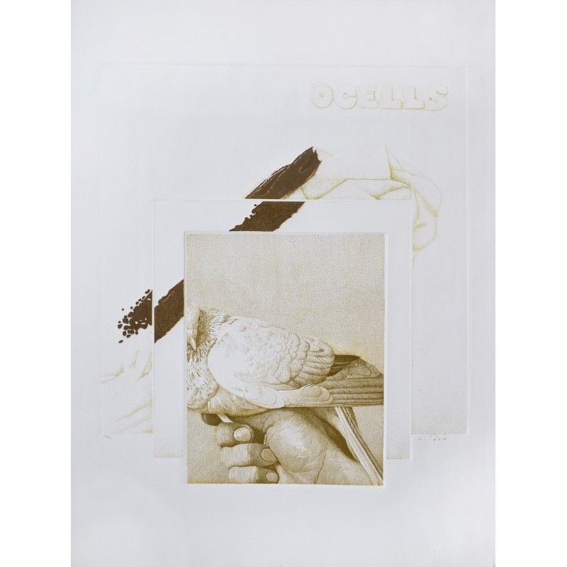 Pájaros